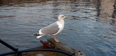 Larus argentatus