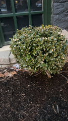 Buxus sempervirens