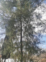Pinus