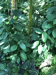 Brunfelsia densifolia