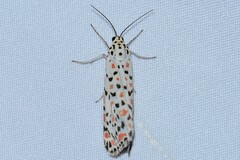 Utetheisa pulchelloides