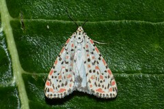 Utetheisa pulchelloides