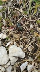 Carabus rossii