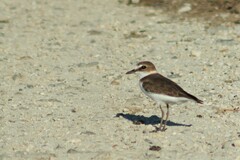 Charadrius javanicus