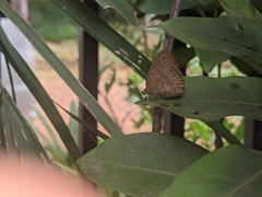 Hermeuptychia hermes