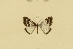 Rheumaptera lugens