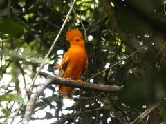 Rupicola rupicola