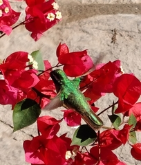 Basilinna xantusii