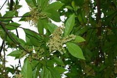 Elaeocarpus glabripetalus