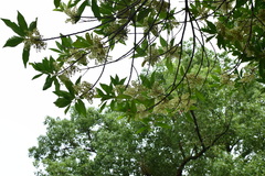 Elaeocarpus glabripetalus