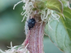 Aphis gossypii