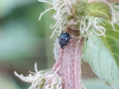 Aphis gossypii