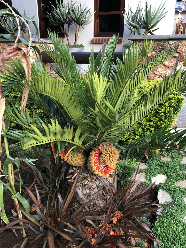 Poor Man s Cycad In January 2023 By Migsgreenworld INaturalist