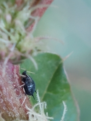 Aphis gossypii