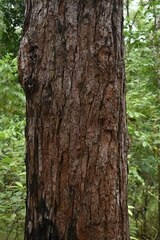 Eucalyptus pellita