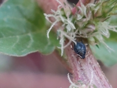 Aphis gossypii