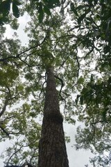 Eucalyptus pellita