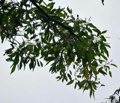 Eucalyptus pellita