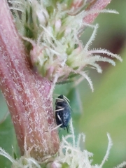 Aphis gossypii