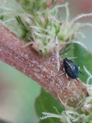 Aphis gossypii