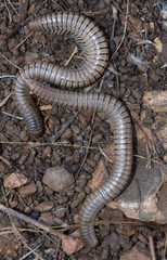 Ommatoiulus inconspicuus