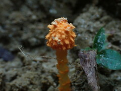 Agaricus trisulphuratus