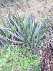 Agave difformis