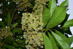 Elaeocarpus glabripetalus