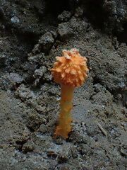 Agaricus trisulphuratus