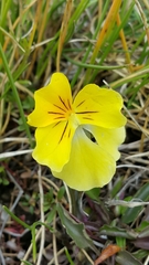 Viola eugeniae