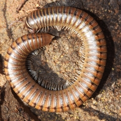 Ommatoiulus inconspicuus