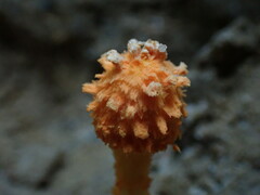 Agaricus trisulphuratus