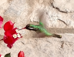 Basilinna xantusii