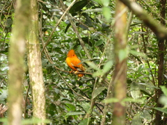 Rupicola rupicola