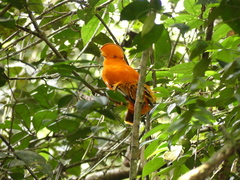 Rupicola rupicola