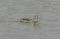 Marmaronetta angustirostris