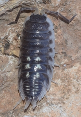 Porcellio ornatus