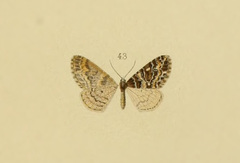 Electrophaes tsermosaria