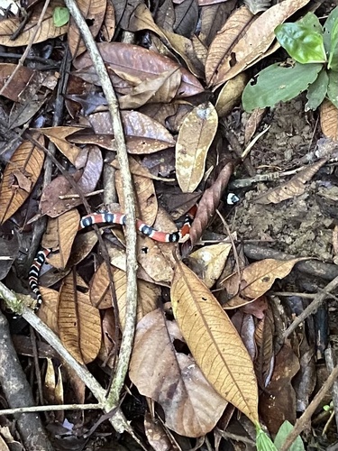 Mimic False Coral Snake