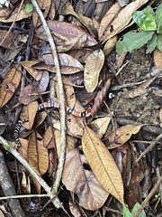 Erythrolamprus mimus