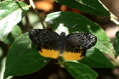 Mooreana trichoneura
