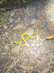 Bothriechis schlegelii