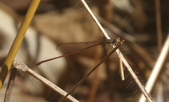 Aciagrion pallidum