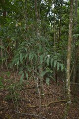 Cupaniopsis flagelliformis