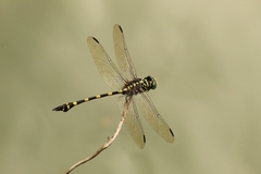 Ictinogomphus decoratus