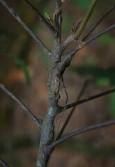 Cupaniopsis flagelliformis