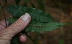 Cupaniopsis flagelliformis