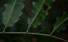 Cupaniopsis flagelliformis