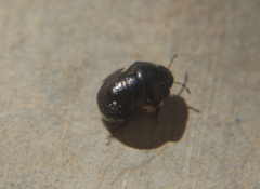 Cydnoides