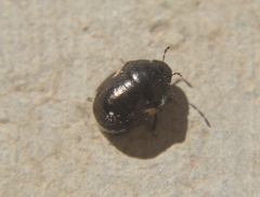 Cydnoides